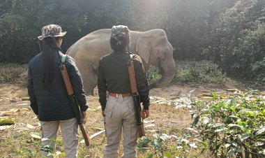বোকাখাতৰ মেথনি চাহ বাগিছাত আহত হাতী : পদ্মশ্ৰী ডা৹ কুশল কোঁৱৰ শৰ্মাৰ তত্বাৱধানত চিকিৎসাৰ ব্যৱস্থা :