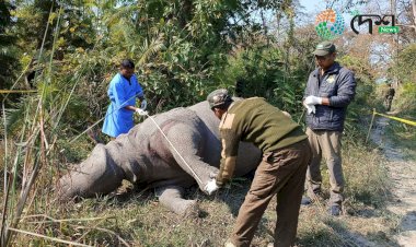 কাজিৰঙাত বছৰৰ প্ৰথমটো গঁড় হত্যা :  খৰ্গ লৈ উধাও চোৰাংচিকাৰীৰ দল  :