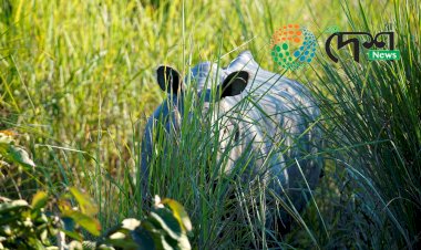কাজিৰঙাৰ কঁহৰা বনাঞ্চলত গঁড়ৰ আক্ৰমনত বনকৰ্মী আহত :