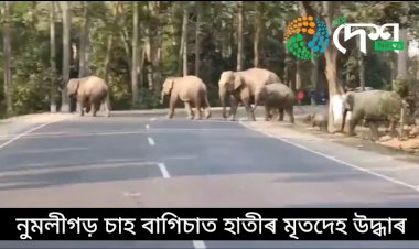 নুমলীগড় চাহ বাগিচাত বনৰীয়া হাতীৰ মৃত্যু  :  এতিয়াও মত্যুৰ কাৰণ জানিব পৰা হোৱা নাই  :
