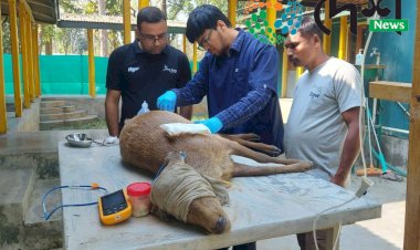 বোকাখাতৰ কুৰুৱাবাহী অঞ্চলৰ মধুপুৰত খুটিয়া  পহু উদ্ধাৰ : কুকুৰৰ আক্ৰমনত জখম হোৱা পহুটো বন্যপ্ৰাণী পুনৰ সংস্থাপন আৰু সংৰক্ষণ কেন্দ্ৰলৈ প্ৰেৰণ  :