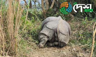 কাজিৰঙাৰ বুঢ়াপাহাৰ বনাঞ্চলত ভগ্ন খৰ্গৰে এটা গঁড়ৰ মৃতদেহ উদ্ধাৰ  : পাৰস্পৰিক যুঁজত গঁড়টোৰ মৃত্যু হোৱা বুলি মৰোনোত্তৰ পৰীক্ষাত প্ৰকাশ  :