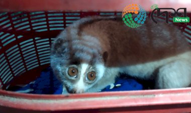 নিশাৰ ভাগত চিকাৰ বিচাৰি ওলায় অহা এটা লাজুকী বান্দৰক ডিফলু ওলমা দলংৰ পৰা কৰায়ত্ব কৰে একাংশ লোকে  : সচেতন লোকৰ তৎপৰত্তাত পিচত বন বিভাগক অৰ্পণ :