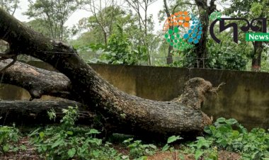 বোকাখাততো ৰিমালৰ ভয়ংকৰ ৰূপ  : ক্ষতিগ্ৰস্ত জনজীৱন  : যানবাহনৰ ক্ষতি  : গছ পৰি যাতায়ত ব্যাহত :