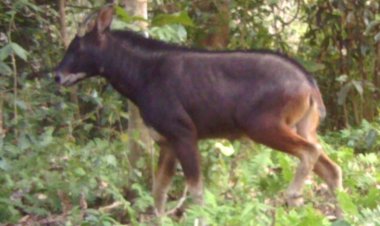 ৰাইমোনা ৰাষ্ট্ৰীয় উদ্যানত প্ৰথম বাৰৰ বাবে বিৰল প্ৰজাতিৰ দেও ছাগলীৰ উপস্থিতিৰ সন্ধান  : স্বয়ংক্ৰিয় কেমেৰাত পোৱা গ'ল দেও ছাগলীৰ ফটো :