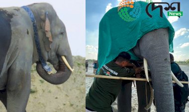 অসমৰ বাকসা জিলাত হাতী মানুহৰ সংঘাত প্ৰশমনৰ বাবে বন্যহস্তীৰ দেহত ৰেডিঅ’ কলাৰ সংস্থাপন :