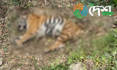 কাজিৰঙা ৰাষ্ট্ৰীয় উদ্যানৰ অগৰাতলি বনাঞ্চলত মৃত ঢেকীয়াপতীয়া বাঘৰ মৃতদেহ উদ্ধাৰ  :