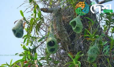 কাজিৰঙাৰ তৃৰ্ণভুমি চৰাইৰ ওপৰত কৰা সমীক্ষাৰ প্ৰতিবেদন প্ৰকাশ  : ৪৩ টা প্ৰজাতিৰ তৃৰ্ণভুমি চৰাইৰ উপস্থিতিৰে কাজিৰঙা দেশ ভিতৰতে অন্যতম  বুলি প্ৰতিবেদনত প্ৰকাশ  :