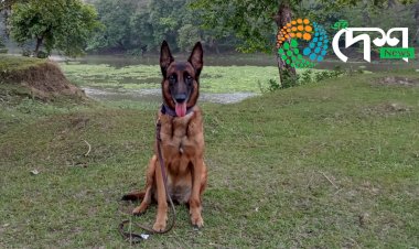 কাজিৰঙাৰ সুৰক্ষাৰ বাবে নিয়োজিত প্ৰশিক্ষিত আৰু বেলজিয়াম মেলিনইজ প্ৰজাতিৰ জুবিৰ মৃত্যু : কাজিৰঙা ৰাষ্ট্ৰীয় উদ্যান কৰ্তৃপক্ষ আৰু আৰণ্যকৰ শোক প্ৰকাশ :