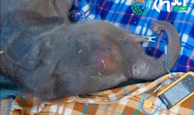 কামপুৰত ৰেলৰ খুন্দাত ভুমিষ্ঠ হোৱাৰ আগতেই মাতৃৰ গৰ্ভতে দুৰ্ঘটনাত পতিত হোৱা হাতীৰ পোৱালীৰ মৃত্যু :