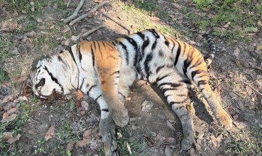 কাজিৰঙাৰ বাগৰি বনাঞ্চলত ঢেকীয়াপতীয়া বাঘিনীৰ মৃতদেহ উদ্ধাৰ :