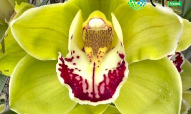 কাজিৰঙাত অৰ্কিড পাৰ্ক উন্মোচনৰ সময়ত গুৰুত্ব পাইছে চিকিমৰ বিশেষজ্ঞ ড°মোহন প্ৰধানৰ “সেউজীয়া কাজিৰঙা’ নামৰ বৰ্ণ শংকৰ জাত অৰ্কিডে :