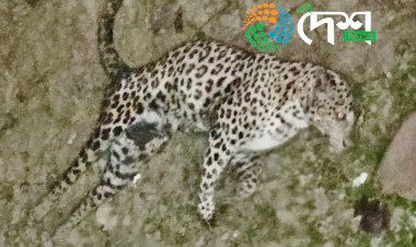 বোকাখাতৰ বৰজুৰিত থকা বন্যপ্ৰাণী পুনৰ সংস্থাপন আৰু সংৰক্ষণ কেন্দ্ৰলৈ শেনচোৱা বাগিচাৰ আহত নাহৰফুটুকী :