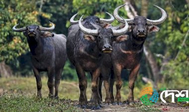 কাজিৰঙাৰ ৰাষ্ট্ৰীয় উদ্যানৰ পৰা মধ্যপ্ৰদেশৰ কানাহ ব্যাঘ্ৰ সংৰক্ষিত বনাঞ্চললৈ বনৰীয়া  ম'হ স্থানান্তৰণৰ প্ৰস্তুতি :