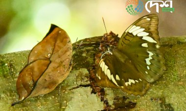 Naming of a New Butterfly Species after Artist Zubeen Garg : Euthalia (Limbusa) zubeengargi Identified in Arunachal Pradesh by an Assamese Youth.