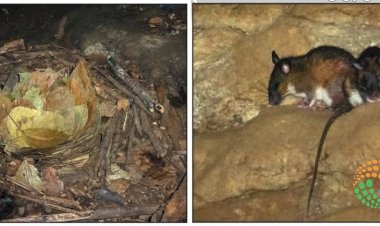 তিনিটা দশকৰ অন্বেষণৰ শেষত মেঘালয়ৰ গুহাবোৰ বন্যপ্ৰাণীৰ আশ্ৰয়স্থল, চিকাৰস্থলী, আৰু মৰণ ফাণ্ড বুলি প্ৰমাণিত : জুল’জিকেল চাৰ্ভে অৱ ইণ্ডিয়াৰ চিলং কেন্দ্ৰৰ সাফল্য :