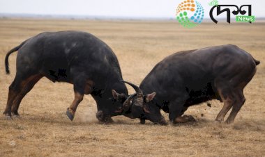 অসমত ম’হৰ যুঁজ নিষিদ্ধ কৰি আয়োজক সকলৰ বিৰুদ্ধে আইনী ব্যৱস্থা গ্ৰহণ কৰিবলৈ অসম চৰকাৰক গুৱাহাটী উচ্চ ন্যায়ালয়ৰ নিৰ্দেশ  :