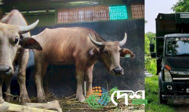 Second Batch of Wild Buffaloes Sent from Kaziranga’s Agoratoli Range to Kanha Tiger Reserve, Madhya Pradesh – Total of 8 Translocated So Far.