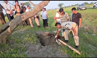 Three Rhino Poachers Arrested in Kaziranga National Park & Tiger Reserve’s Biswanath Wildlife Division: Handmade Gun Seized.