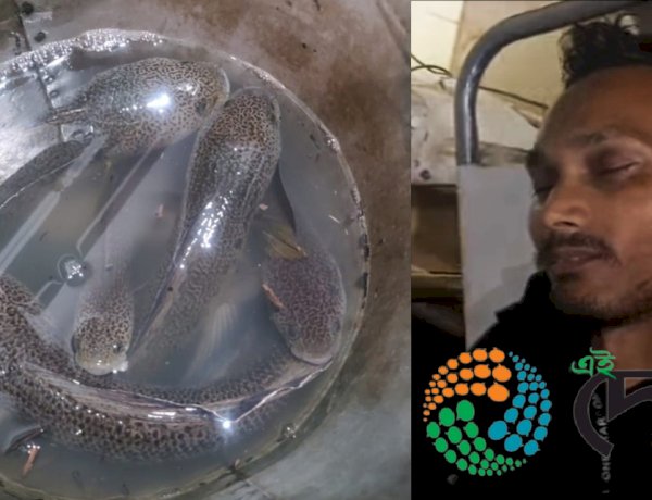 কাজিৰঙাত পিপলি চেং মাছৰ চোৰাংচিকাৰী  : চিকাৰীৰে হোৱা সংঘৰ্ষত আহত বিভাগীয় হাতী মাউত জিতু গনক আৰু এটা চেংমাছৰ চোৰাং ব্যৱসায়ী : ধৃত লোকজনৰ পৰা উদ্ধাৰ একাধিক পিপলি চেংমাছ :