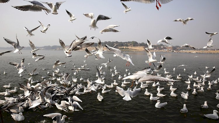 ৰাজ্যত উদ্বেগজনকভাৱে হ্রাস পৰিভ্রমী পক্ষী