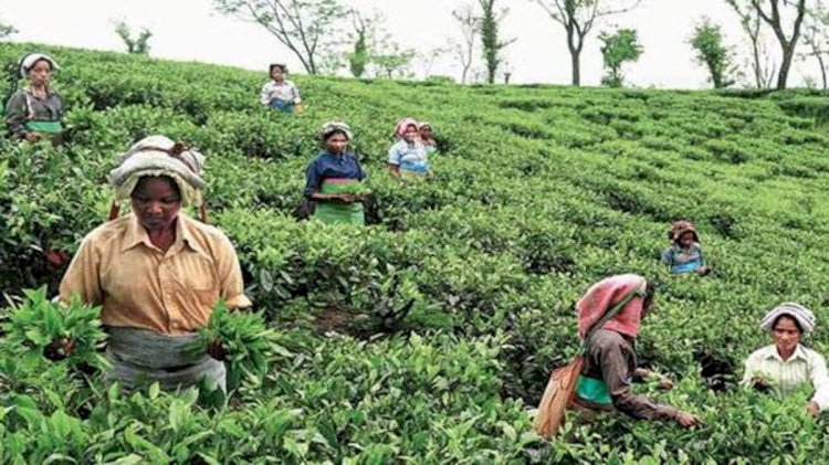 লক ডাউনৰ  অসমৰ চাহ উদ্যোগে হেৰুৱালে ১২১৮ কোটি টকা