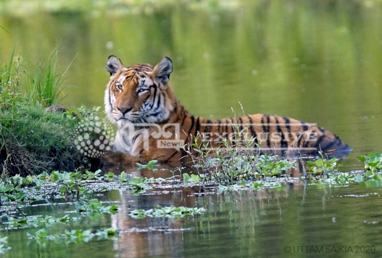 কৰোণাতাংকৰ মাজত উত্তম শইকীয়াৰ কেমেৰাত বন্দী কাজিৰঙাৰ বনৰজা