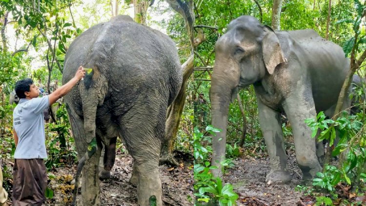 চেতনা নাশক প্ৰয়োগ কৰি কাজিৰঙা ৰাষ্ট্ৰীয় উদ্যানত এটা আহত বনৰীয়া হাতীক চিকিৎসা প্ৰদান :