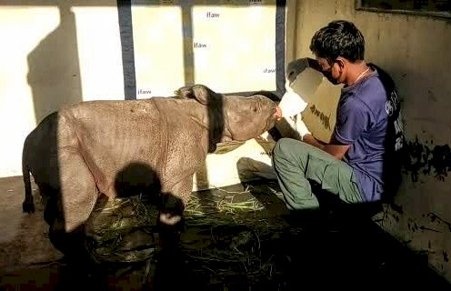 কাজিৰঙা ৰাষ্ট্ৰীয় উদ্যানত মাতৃহাৰা এমহীয়া গঁড় পোৱালী উদ্ধাৰ :