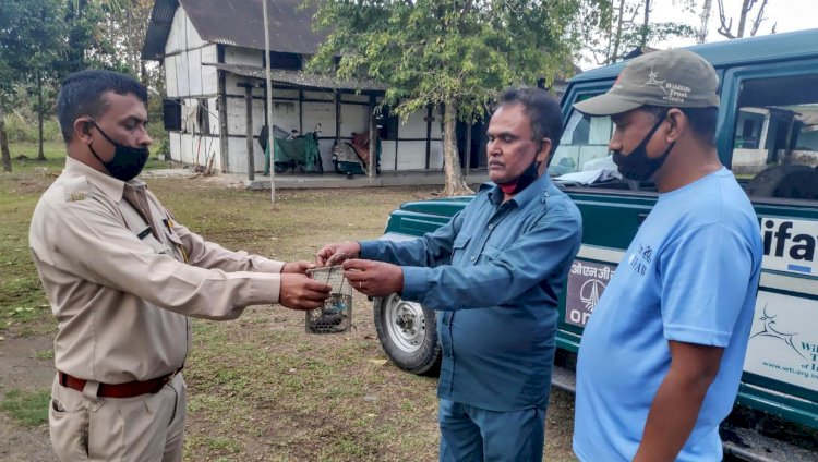 বোকাখাতৰ মহকুমা আৰক্ষী বিষয়াৰ দ্বাৰা কেকোসাপ উদ্ধাৰ :