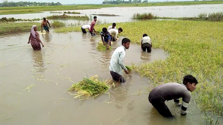 আবতৰীয়া বানে বুৰালে ধাননি কৃষকৰ হাহাকাৰ