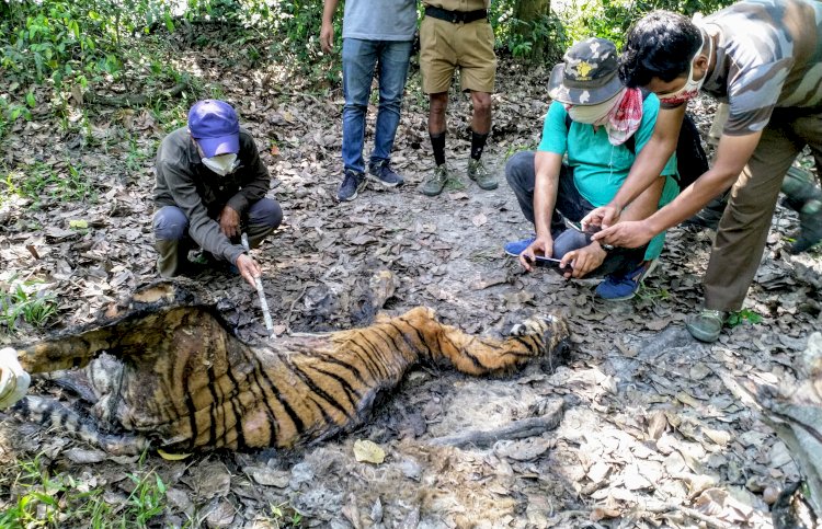 কাজিৰঙা ৰাষ্ট্ৰীয় উদ্যানৰ বাগৰি বনাঞ্চলত ঢেকীয়াপতীয়া বাঘিনীৰ মৃতদেহ উদ্ধাৰ :