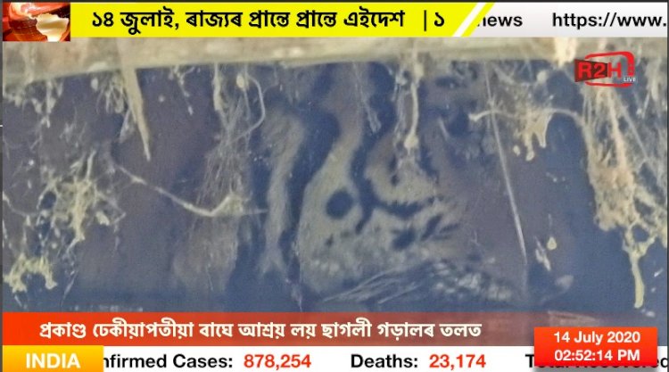 প্ৰকাণ্ড ঢেকীয়াপতীয়া বাঘে আশ্ৰয় লয় ছাগলী গড়ালৰ তলত