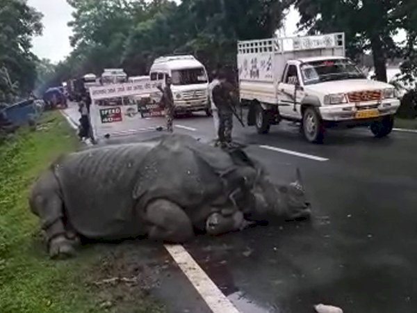 কলিয়াবৰ মহকুমাৰ কুঠৰীত ৩৭ নং ৰাষ্ট্ৰীয় পথত কাজিৰঙাৰ গঁড় : শ্বাসৰুদ্ধ পৰিবেশত চলি আছে উদ্ধাৰ অভিযান :