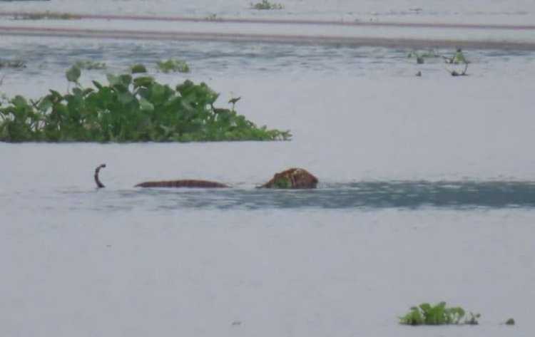বানৰ কৱলৰ পৰা উদ্ধাৰ কৰা ঢেকীয়াপতীয়া বাঘিনীক কাজিৰঙা ৰাষ্ট্ৰীয় উদ্যানত  সফলতাৰে পুনৰ সংস্থাপন :