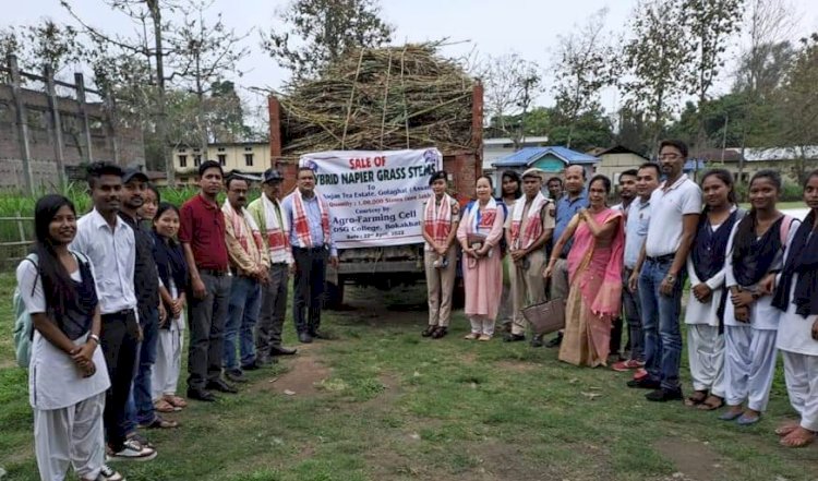 বোকাখাতৰ জে ডি এছ জি মহাবিদ্যালয়ত উৎপাদিত নেপিয়াৰ ঘাঁহৰ বিপনন : লক্ষাধিক ধন উপাৰ্জন :