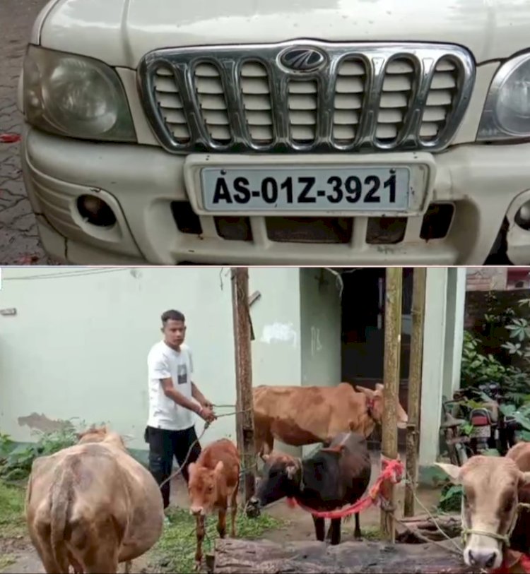 বিলাসী স্ক্ৰপিঅ' গাড়ীৰ ভিতৰৰ পৰা উদ্ধাৰ ৬ টাকৈ গৰু : বোকাখাত আৰক্ষীৰ অভিযানত আটক দুই গৰুৰ চোৰাং ব্যৱসায়ী :