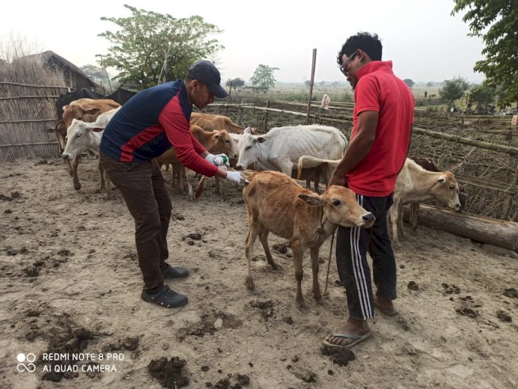 বন্যপ্ৰাণীৰ সুৰক্ষাৰ বাবেই ব্ৰহ্মপুত্ৰৰ চাপৰিত পশু পালন আৰু পশু চিকিৎসা বিভাগৰ সহযোগত কাজিৰঙাৰ কৰ্তৃপক্ষৰ পশুধনৰ প্ৰতিষেধক টিকা প্ৰদানৰ অভিযান  :