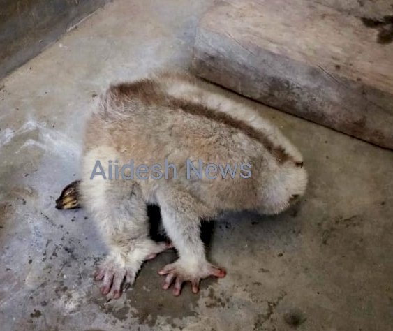 কাৰ্বি আংলংৰ ডলামৰাৰ পৰা লাজুকী বান্দৰ উদ্ধাৰ : বোকাখাতৰ বন্যপ্ৰাণী পুনৰ সংস্থাপন আৰু সংৰক্ষণ কেন্দ্ৰত চিকিৎসা প্ৰদান :