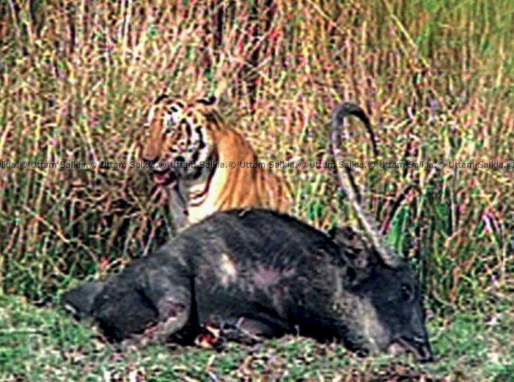বাঘ হত্যা আৰু বাঘৰ দেহাংশৰ ব্যৱসায় প্ৰতিৰোধৰ বাবে কেন্দ্ৰীয় চৰকাৰৰ বন্যপ্ৰাণী অপৰাধ নিয়ন্ত্ৰন গোটৰ ৰেড এলাৰ্ট জাৰি :