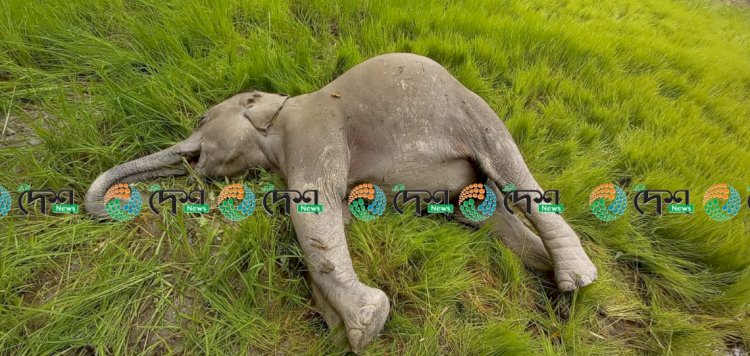 বোকাখাতৰ বৰজুৰি বস্তিত বিদ্যুত প্ৰবাহিত তাঁৰৰ সহায়ত হাতীৰ হত্যা : এজনক আটক :