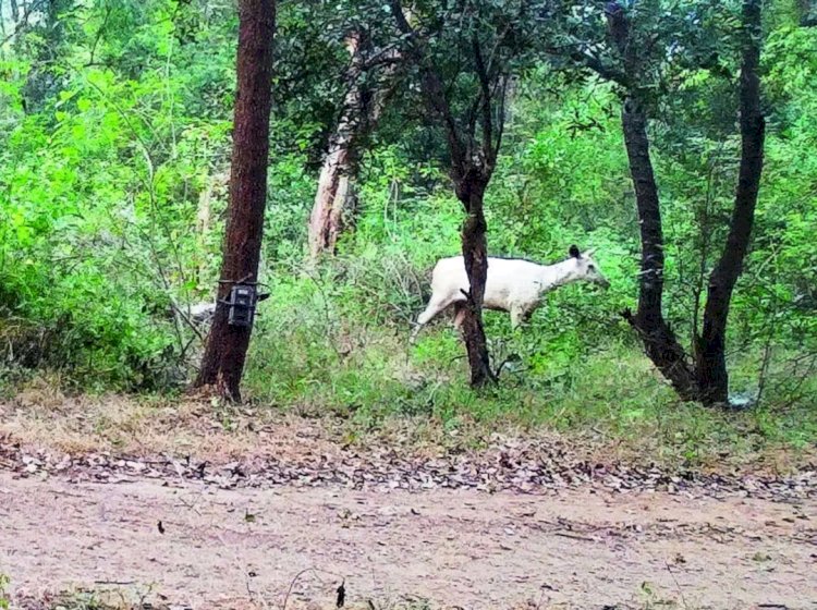 কাবেৰী বন্যপ্ৰাণী অভয়াৰণ্যত বগা শৰ পহুৰ : জীৱবিজ্ঞানীৰ দ্বাৰা ফটো সংগ্ৰহ :