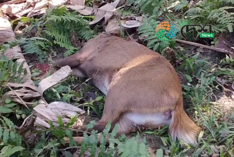 বোকাখাত নগৰৰ ৭ নং ৱাৰ্ডৰ কৈলাখাতত দিন দুপৰতে পহু হত্যা : মৃত পহু পেলায় হত্যাকাৰীৰ পলায়ন :