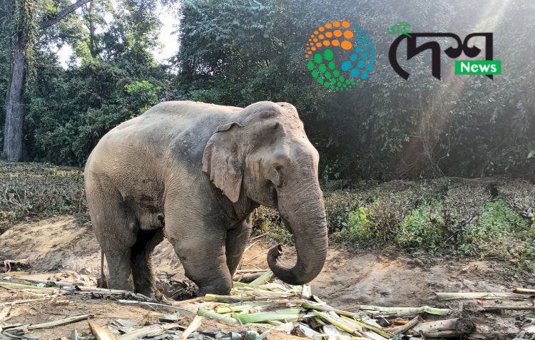মৃত্যুক আকোৱালি ললে বোকাখাতৰ মেথনি চাহ বাগিছাৰ আহত বনৰীয়া হাতীটোয়ে : বন বিভাগৰ উদ্যোগতে চিকিৎসা চলাই থকা হৈছিল মখনা হাতীটোৰ :