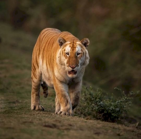 কাজিৰঙা ৰাষ্ট্ৰীয় উদ্যানৰ পৰ্যটকৰ কেমেৰাত পুনৰ সোনোৱালী ঢেকীয়াপতীয়া বাঘৰ উপস্থিতি : মুখ্যমন্ত্ৰীৰ টুইট :