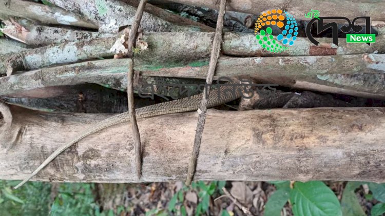 বোকাখাতত খৰিৰ মাজত বান্ধি অনা অৱস্থাত কাজিৰঙাৰ গুঁই সাপ উদ্ধাৰ : গোচৰ ৰজু :