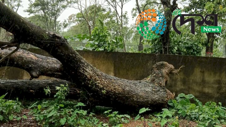 বোকাখাততো ৰিমালৰ ভয়ংকৰ ৰূপ : ক্ষতিগ্ৰস্ত জনজীৱন : যানবাহনৰ ক্ষতি : গছ পৰি যাতায়ত ব্যাহত :