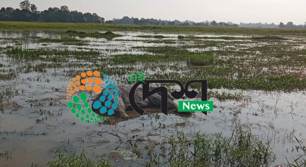 বোকাখাতৰ জাপৰিপথাৰত হাতীৰ মৃতদেহ উদ্ধাৰ : বাঘে কৰা আক্ৰমনত আহত হোৱাৰ বাবেই হাতীটোৰ মৃত্যু :
