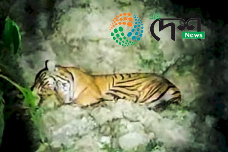 জখলাবন্ধাত ঢেকীয়াপতীয়া বাঘক আক্ৰমন কৰা কাৰ্যত জড়িত ৬ জন লোকক আটক : ৩ জনক সোধপোচৰ বাবে আনিছে আৰক্ষীয়ে :