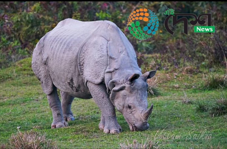 কাজিৰঙাৰ অগৰাতলি বনাঞ্চলত গঁড়ৰ আক্ৰমনত বনকৰ্মী আহত :